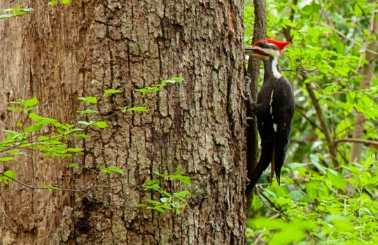 Pileated woodpecker