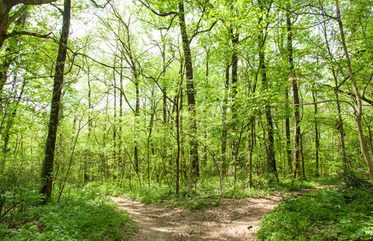 Crossroads trail