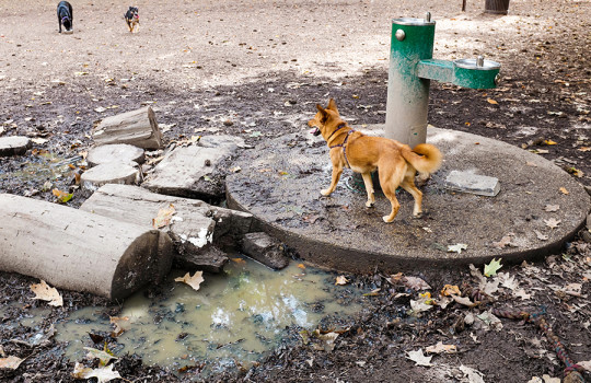 Overton Bark fountain